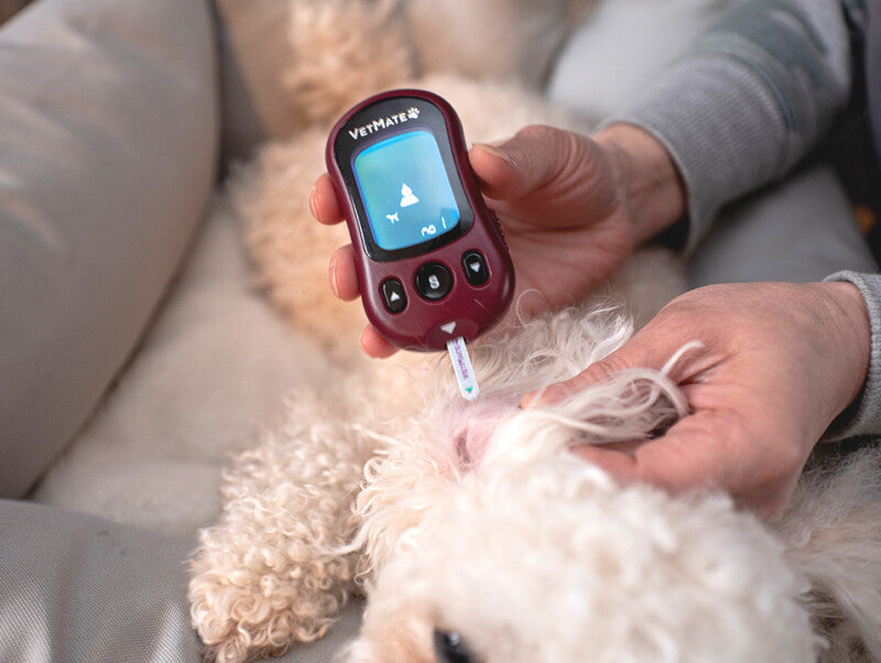 Glucose meters made for dogs and cats vs for humans iSENS USA