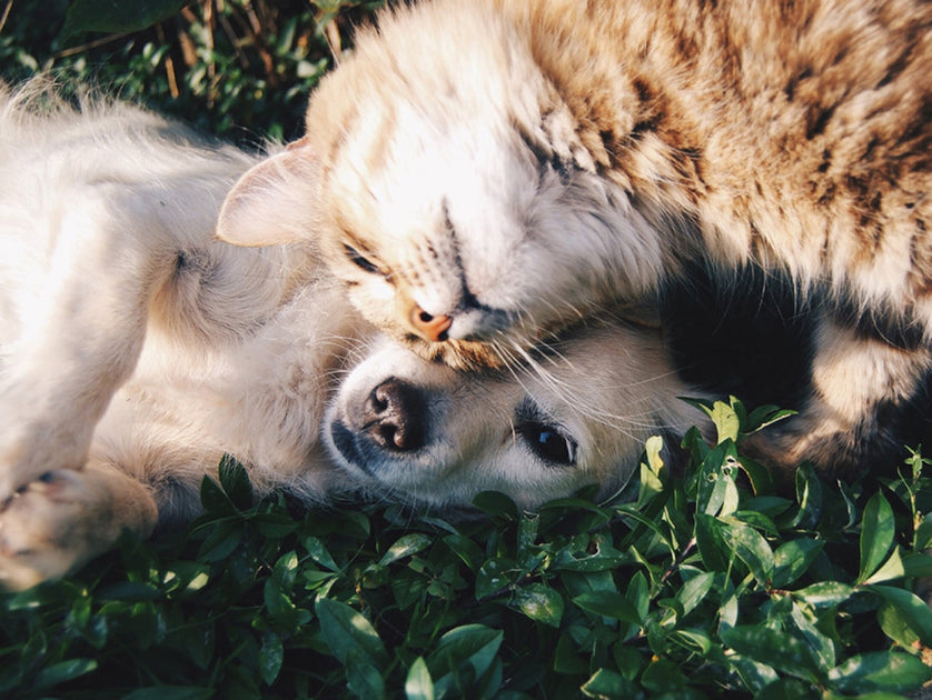 Low Blood Sugar (Hypoglycemia) in diabetic dogs and cats i-SENS USA