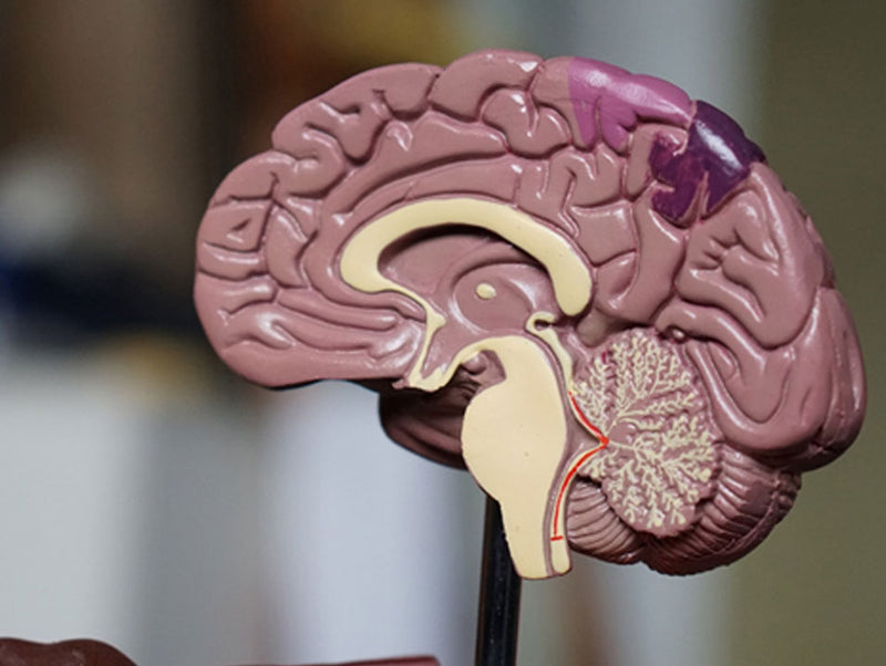 How does diabetes affect the brain?