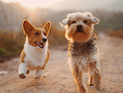 Shared risk of diabetes between dog owners and their dogs