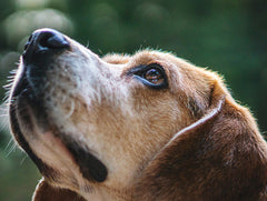 Diabetic Dogs and Eye Health