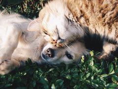 Low Blood Sugar (Hypoglycemia) in diabetic dogs and cats